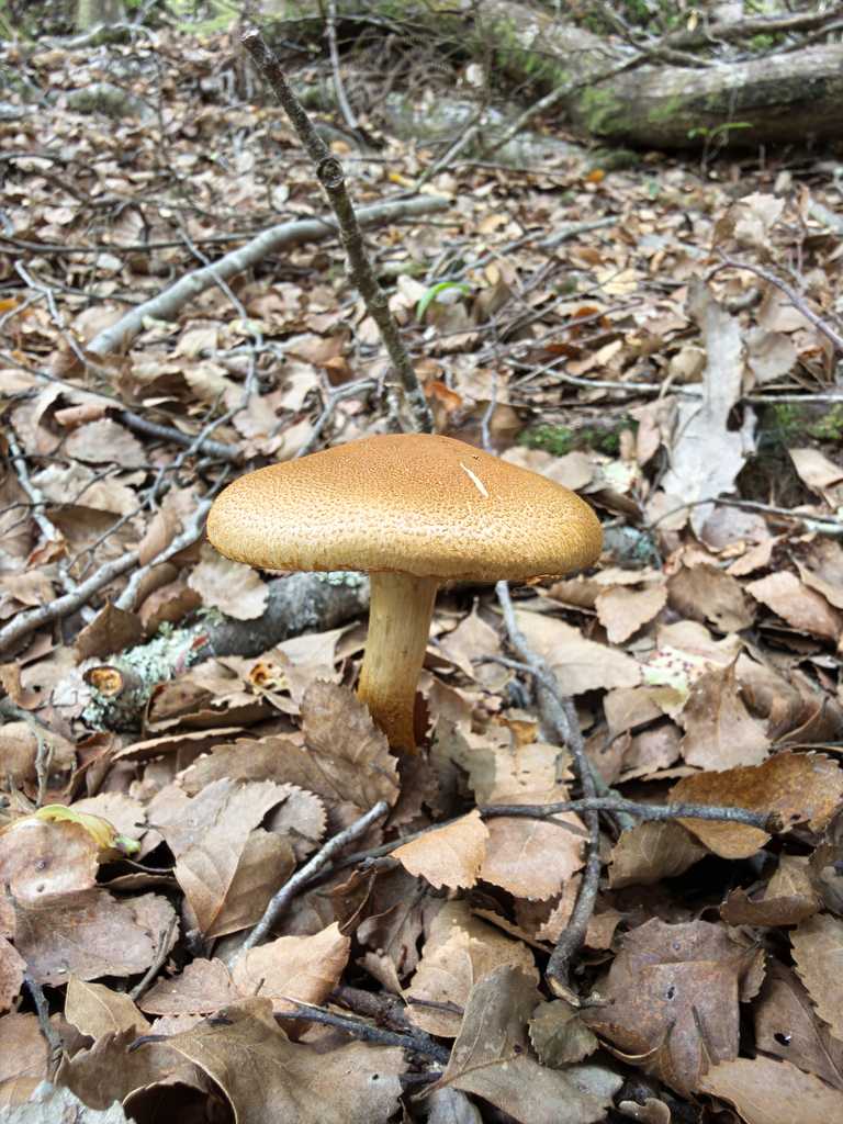 Thaxterogaster castoreus · November 2025 · photo: © jeremy_rolfe (iNaturalist, cc-by)