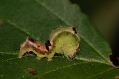 Acronicta hamamelis