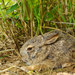 Burmese Hare - Photo (c) tontantravel, some rights reserved (CC BY-SA)