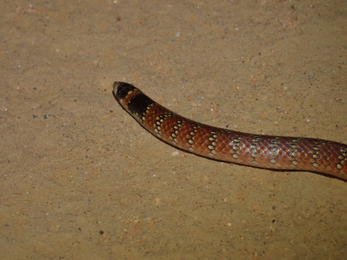 Eastern Shovel-nosed Snake sighting