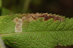 Calycomyza flavinotum