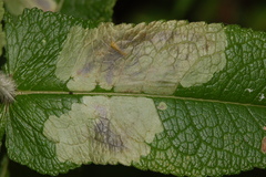 Calycomyza flavinotum