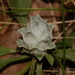 Asphondylia antennariae - Photo (c) Charley Eiseman, alguns direitos reservados (CC BY-NC), uploaded by Charley Eiseman