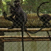Hatinh Lutung - Photo (c) Gavin White, some rights reserved (CC BY-NC-ND)