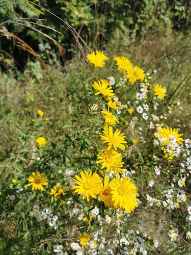 Heterotheca camporum, photograph 3