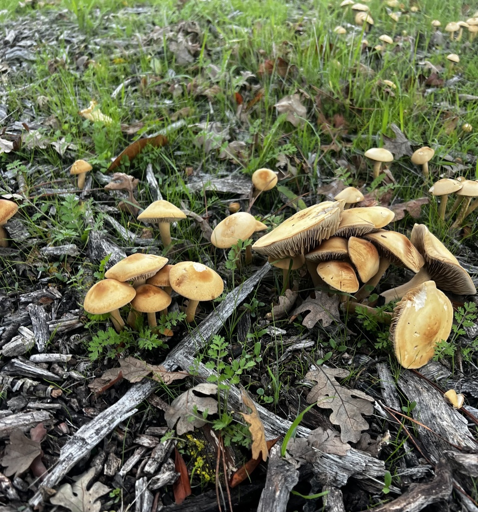 Leratiomyces percevalii · November 2025 · photo: © irinamitine (iNaturalist, cc-by)