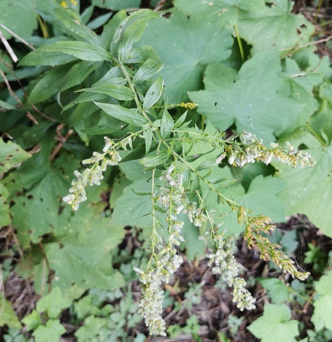 Unknown species found near Woodlawn, Chicago, IL, USA