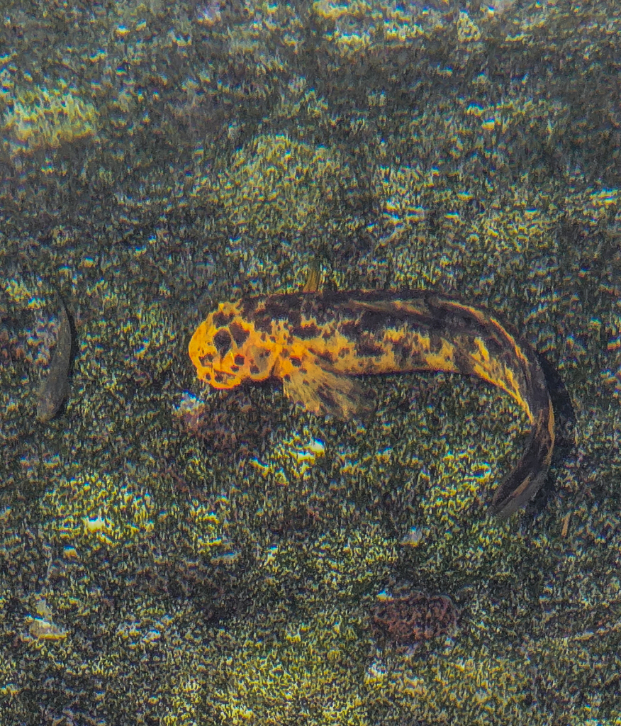 Sirajo goby (Sicydium plumieri) — Gobiidae