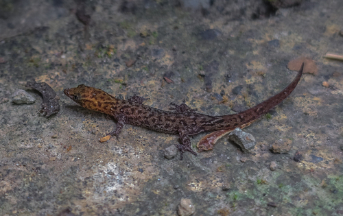 Central Lesser Antillean sphaero
