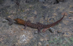 Central Lesser Antillean Sphaero photo 3