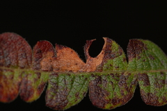 Aspilanta argentifera