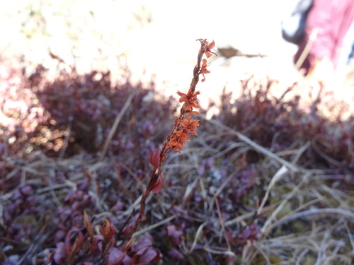 Bistorta vacciniifolia