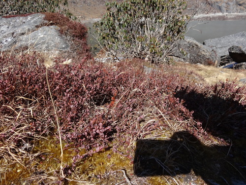 Bistorta vacciniifolia, photograph 1