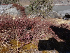 Bistorta vacciniifolia, photograph (c) Jiro Iguchi, some rights reserved (CC BY)