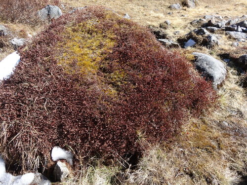Bistorta vacciniifolia, photograph 2