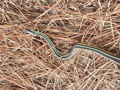 Thamnophis proximus proximus