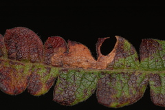 Aspilanta argentifera