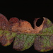 Aspilanta argentifera - Photo (c) Charley Eiseman, some rights reserved (CC BY-NC), uploaded by Charley Eiseman