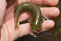 Pencil Catfish photo 1