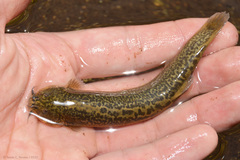 Pencil Catfish photo 2