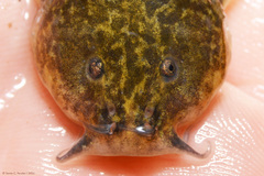 Pencil Catfish photo 4