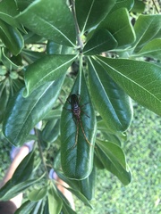 Chydarteres striatus