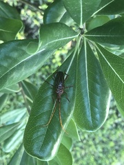 Chydarteres striatus