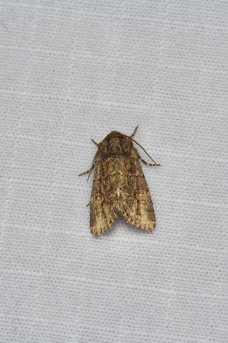 Hexorthodes serrata photo 3