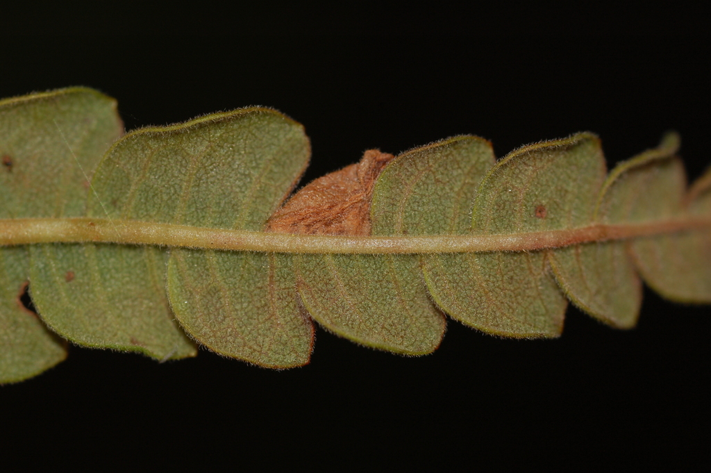 Parornix peregrinaella