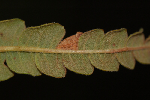 Parornix peregrinaella