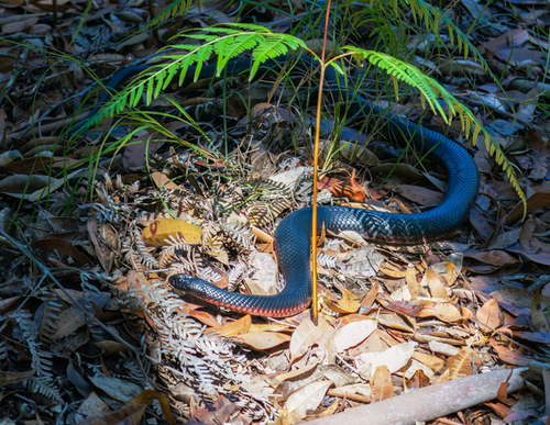 Red-bellied Black Snake sighting