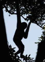 Hainan Gibbon photo 5