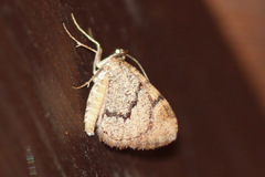 Stamnodes modocata