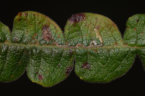 Bucculatrix paroptila