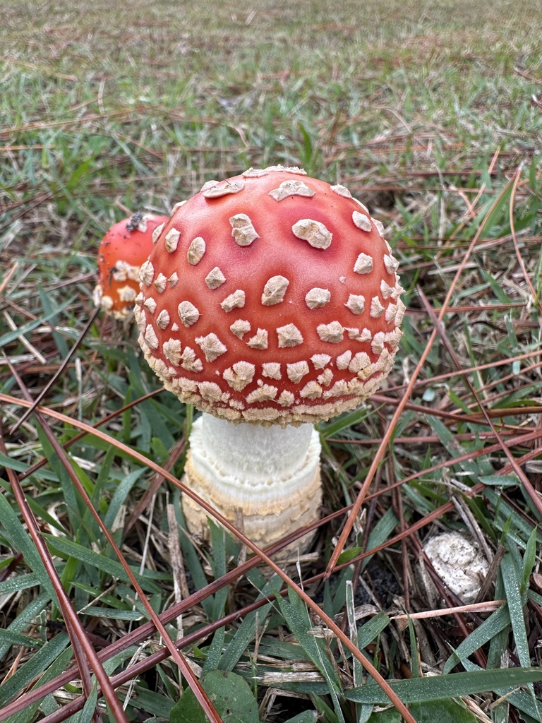 Amanita persicina · November 2025 · photo: © crabcoreslagoon (iNaturalist, cc0)