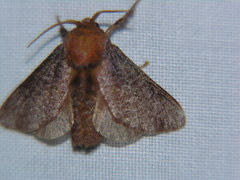 Doratifera