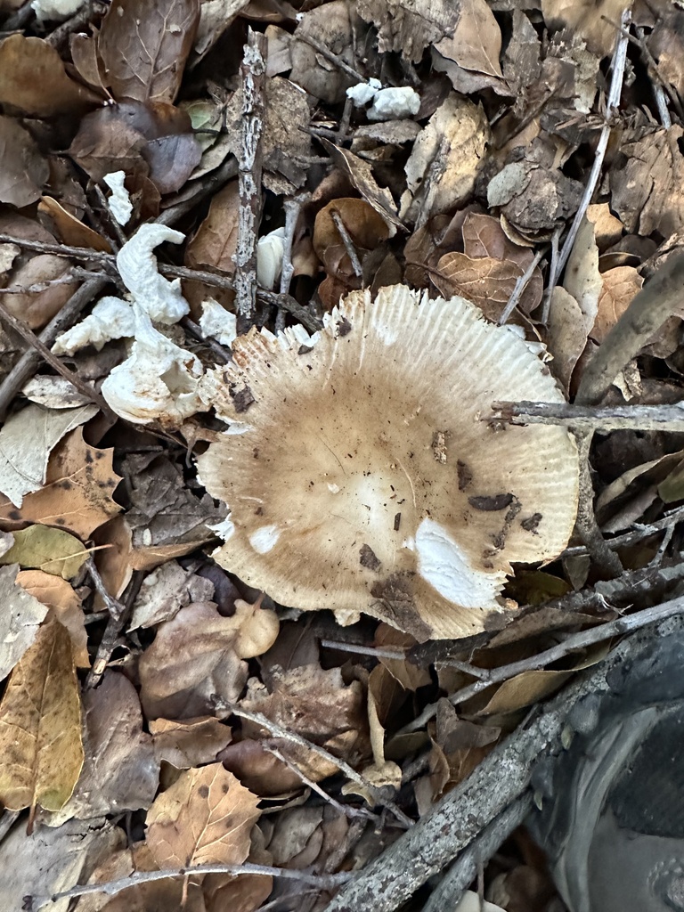 Russula cerolens · November 2025 · photo: © irinamitine (iNaturalist, cc-by)