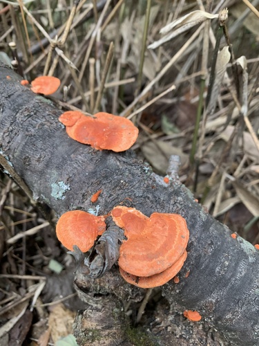 Trametes coccinea