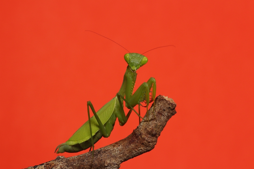 Taumantis sigiana