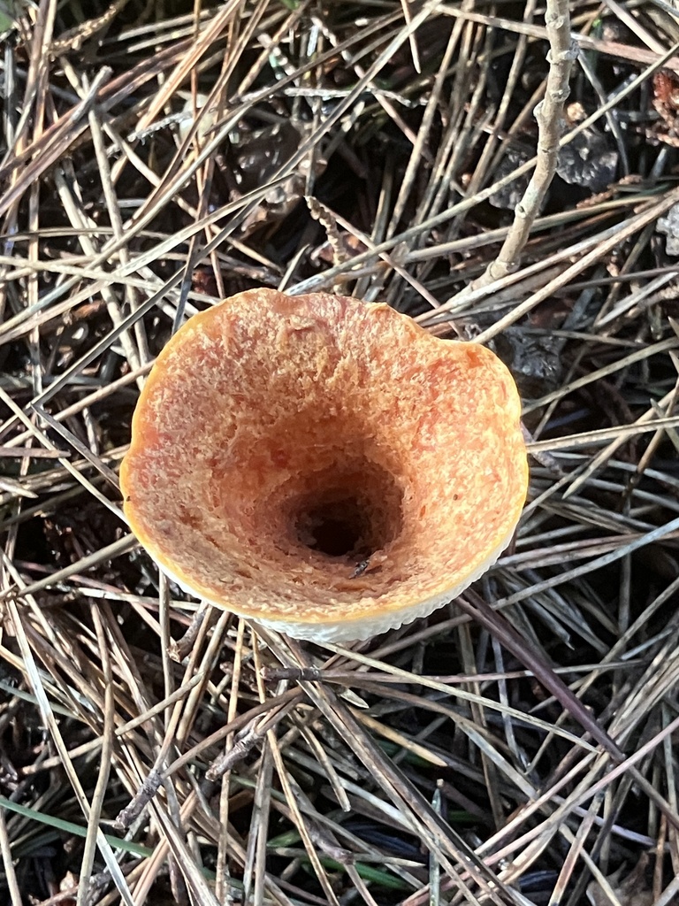 Turbinellus floccosus · November 2025 · photo: © sunflowerguy (iNaturalist, cc-by-nc)