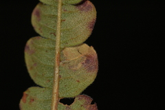 Aspilanta argentifera