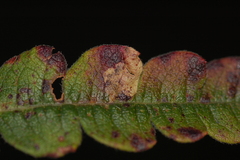 Aspilanta argentifera