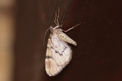 Stamnodes modocata