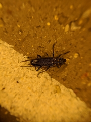 Strongylurus ceresioides