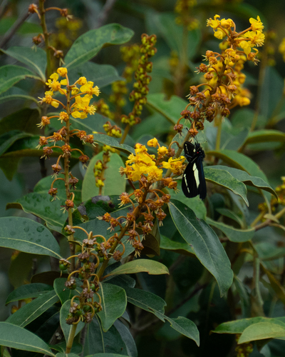 Byrsonima sericea, photograph 3