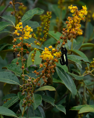 Byrsonima sericea, photograph author not stated, no rights reserved