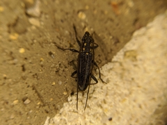 Strongylurus ceresioides