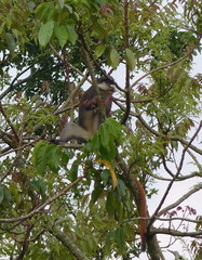 Cercopithecus ascanius schmidti