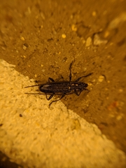 Strongylurus ceresioides