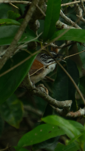 Moustached Wren (Pheugopedius genibarbis), photo 10